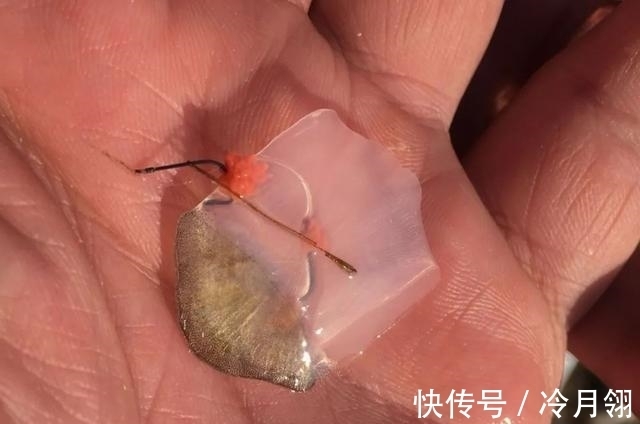 钓鲫鱼却总遇到鲤鱼？春季野钓这样搭配线组，才能大小兼收