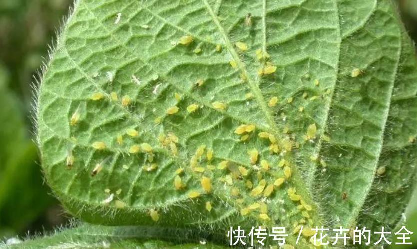 夏季|夏季养花,生了小腻虫该怎么办?学会这3招,“去根”不难