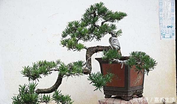 罗汉松不葱翠没状态,原因在这里,你做对了吗!