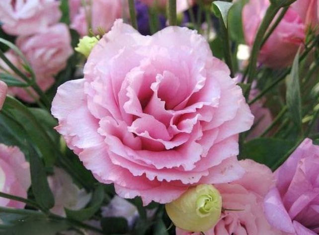 养花就养这几款,让空气变得清新自然,是净化空气的小能手