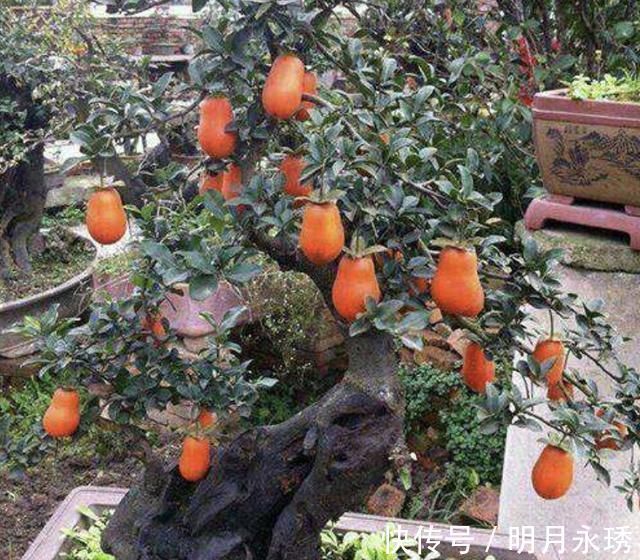阳台上|过年就养“镇宅树”,6年后成为“盆景树”,比松柏值钱,寓意好