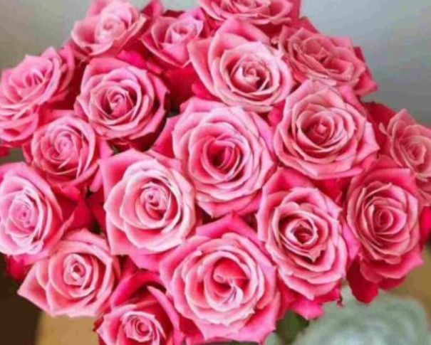 喜欢玫瑰,不如养盆“稀有玫瑰”泰姬,如佳人飞舞,雍容典雅