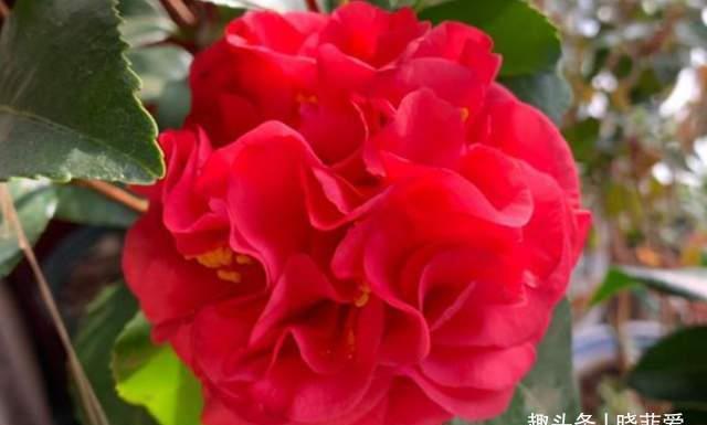 芙蓉葵|3种花耐寒又耐热，南北都能种，开花色彩艳丽，高雅大气