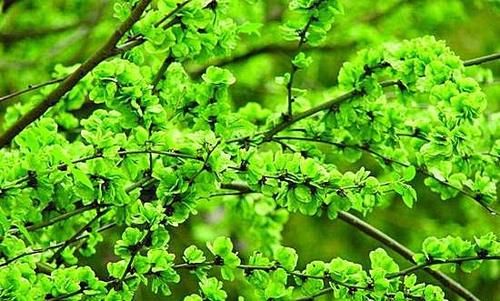 春天吃野菜，春芽最好吃，7种树上的春芽，好吃又营养，你可吃过