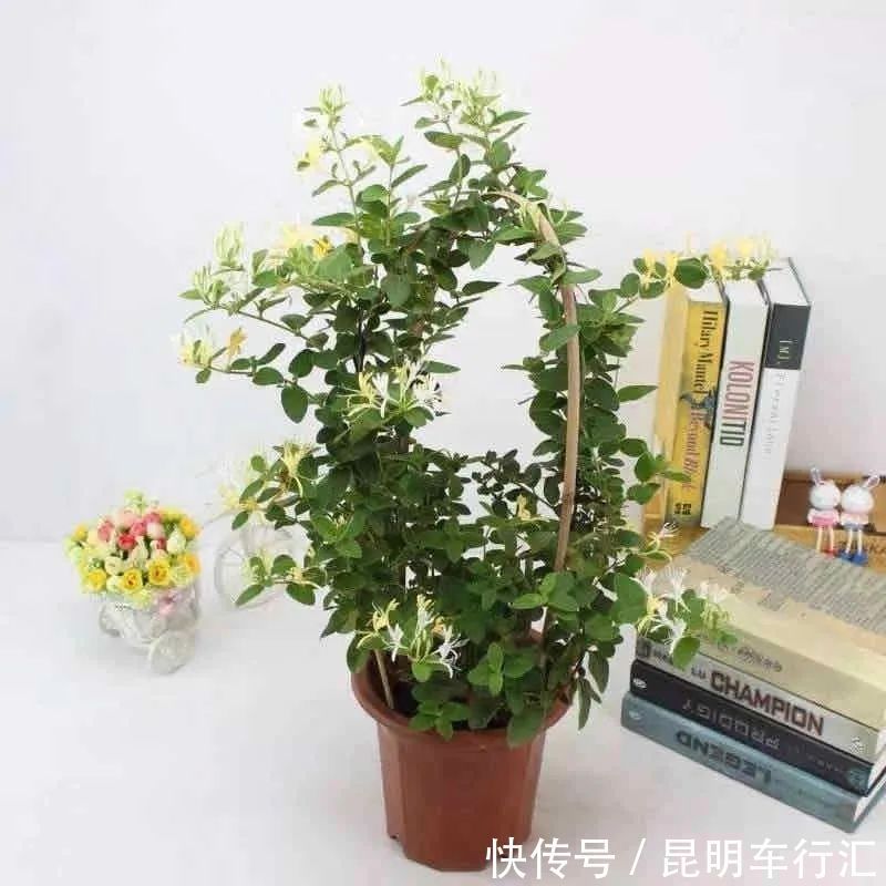 茉莉花|老中医最喜欢的五种花,家里养一盆,越养身体越健康,你家养了吗