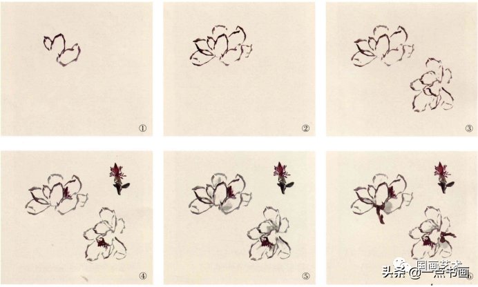 花瓣$图文教程——写意玉兰花画法