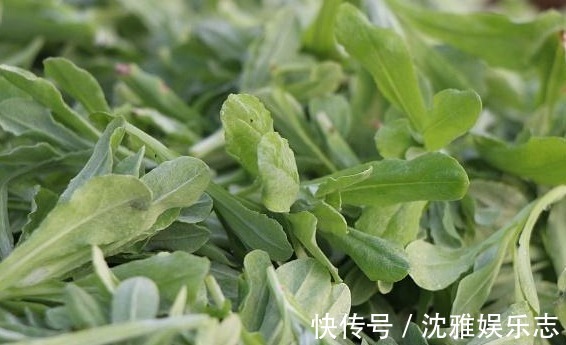 奇效|农村有一野菜,对止咳有奇效,专治咳嗽反复,万人验证