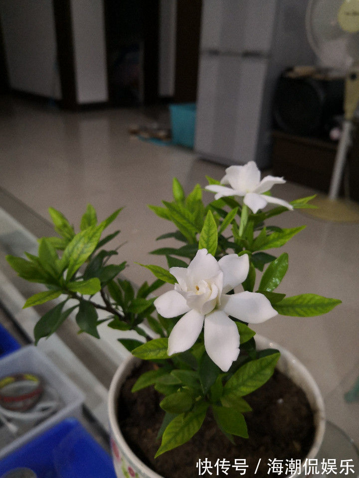 栀子花|4种适合夏天养的花朵，漂亮好养，开花迷人多又香，叶片爆满翠绿