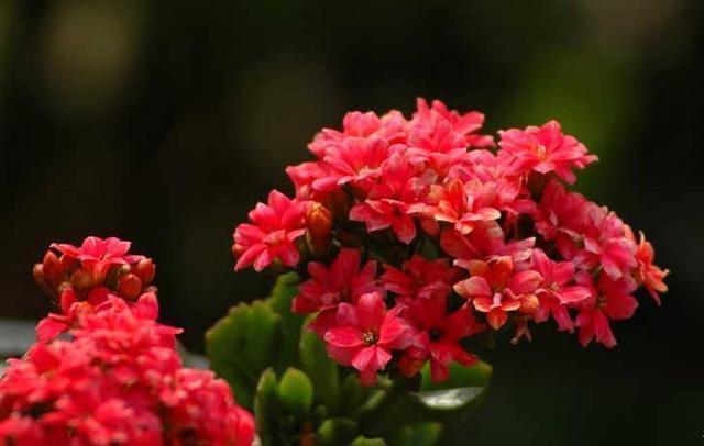 长寿|学会这4点,轻轻松松养好你的长寿花,花疯长花苞花期长