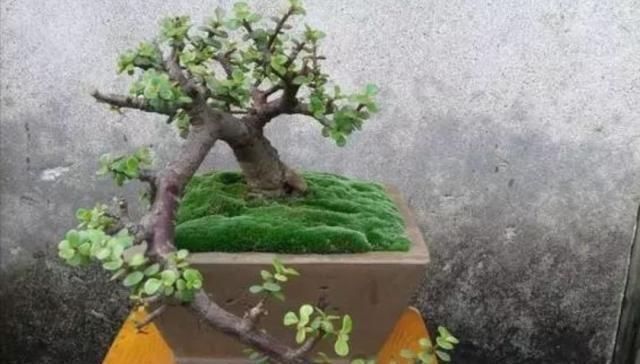 养金枝玉叶,怎样修剪、整形,才能把它打造成更美观的盆景