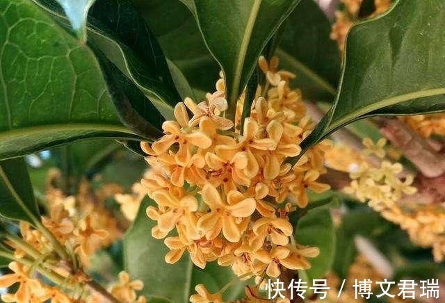 农历9月11日寒露后,养什么花?以下3种花,金玉满堂喜气洋洋