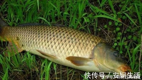 钓友|钓鱼二十年,现在才知鲤鱼逃跑“套路”,莫忽视,再不知情就亏了