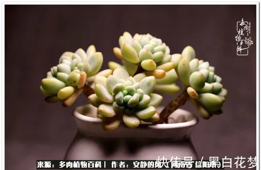 阳台多肉党的幸福生活!