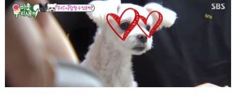 李尚敏|李尚敏向蹭住崔振赫家中，并极力撮合自己的猫和崔振赫的狗！