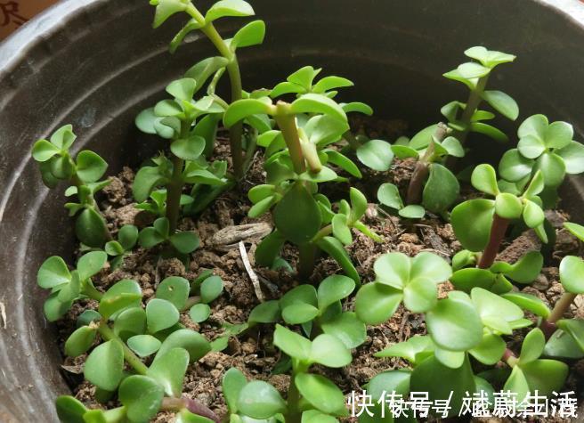 扦插金枝玉叶，用1招，长根快，成活率高达99%