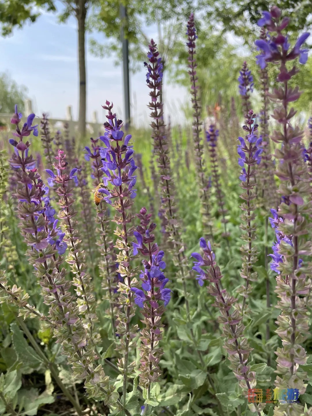 雏菊|北京亦庄超大规模雏菊花海正在盛花期，五颜六色，颜值爆表！