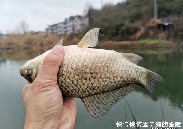 浅水|一到中午就停口该怎么办？频繁补窝是下策，教你一招打开鱼口