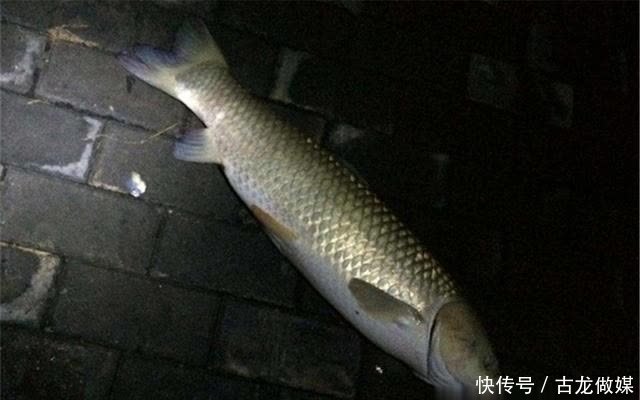 晚春夜钓选钓位,远离这些不出鱼的位置,鱼不从这些地方“路过”