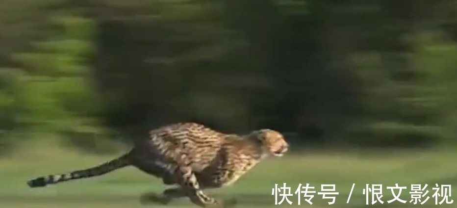 博尔特|博尔特用9秒58的极限速度和猎豹比赛会如何？简直被虐惨了