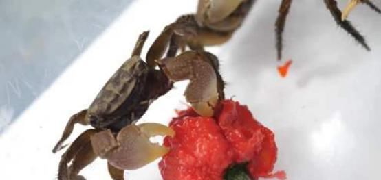 简直|“魔鬼辣椒”到底有多辣?看看螃蟹的下场,简直不敢相信