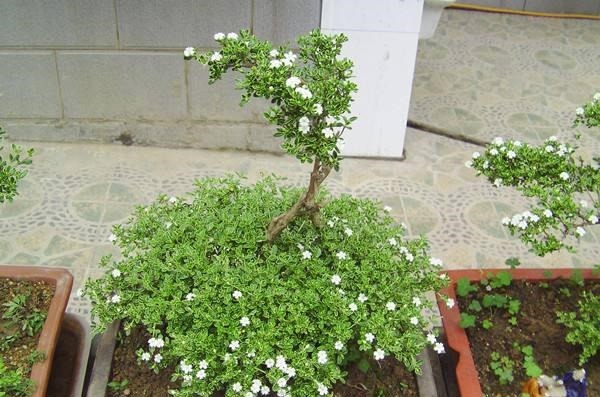 喜欢盆景就养它,1个枝能扦插,6月开花多又美,美过金枝玉叶