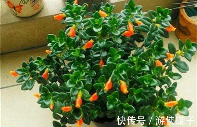 金鱼吊兰的扦插方法,让更多的枝头挂满可爱的小金鱼