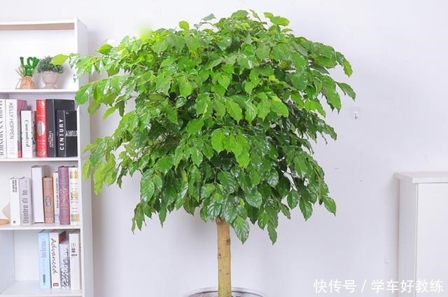 懂花的人,都不在客厅养“5种花”,会被人笑话,家里有的快处理!