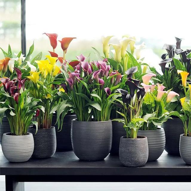 常见的20种有毒花草，有老人、小孩、宠物的家庭千万注意