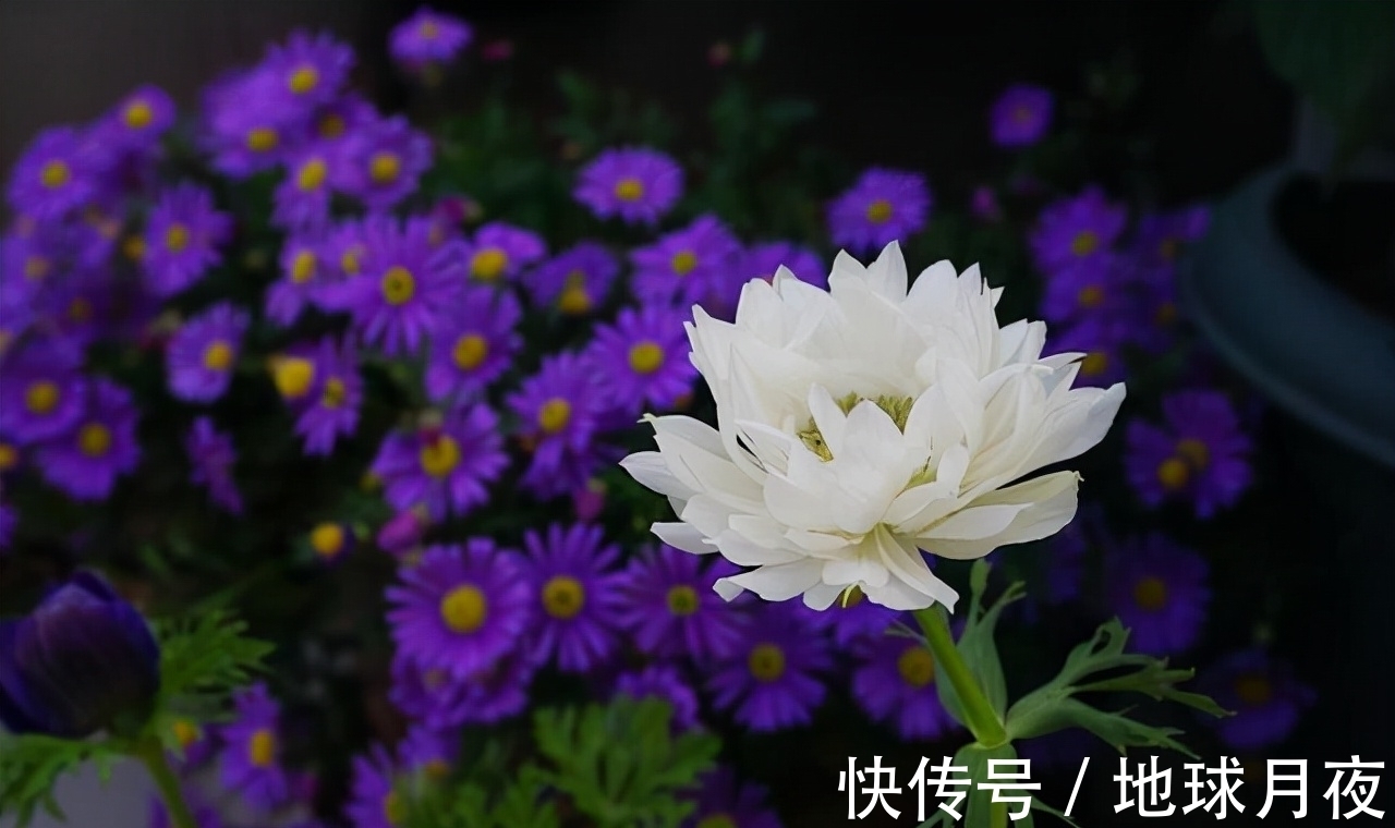 养花技巧有很多,记住这5个方面的技巧,小白都能养好花