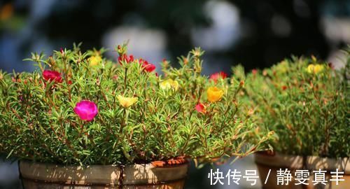 喜阴植物|花卉晒太阳还有这么多技巧,快学起来吧!