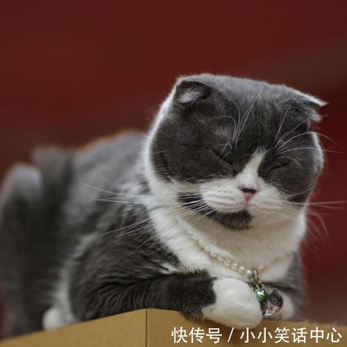 |幽默笑话:老公带儿子看魔术专场演出回来,儿子很兴奋比画着