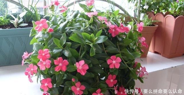 阳台|号称开花机器,一开就是300天,插土里就能活,阳台变花海!