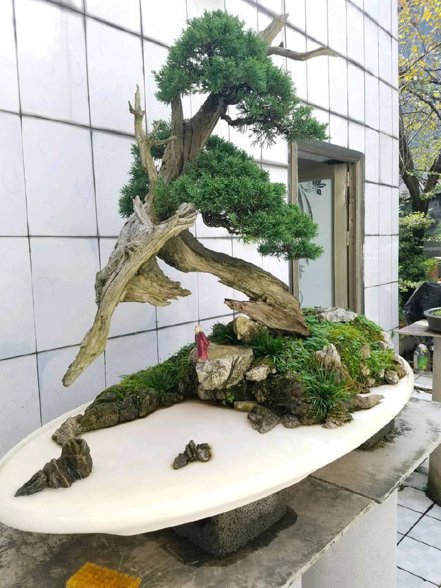 到园艺师家里做客,欣赏到了很多精品盆景,一起来感受盆景的魅力