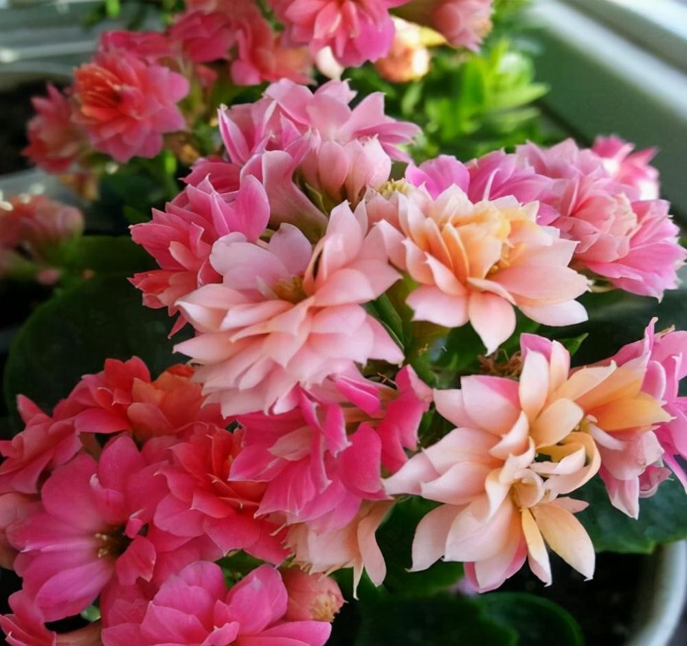 “年味十足”的11种花,颜值高寓意好,想买要趁早,晚了会涨价