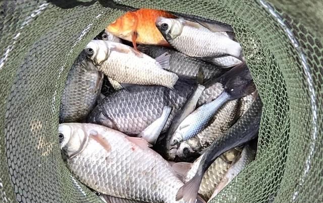 野塘垂钓什么钓位好光有水草不够,这样选才能连竿上鱼