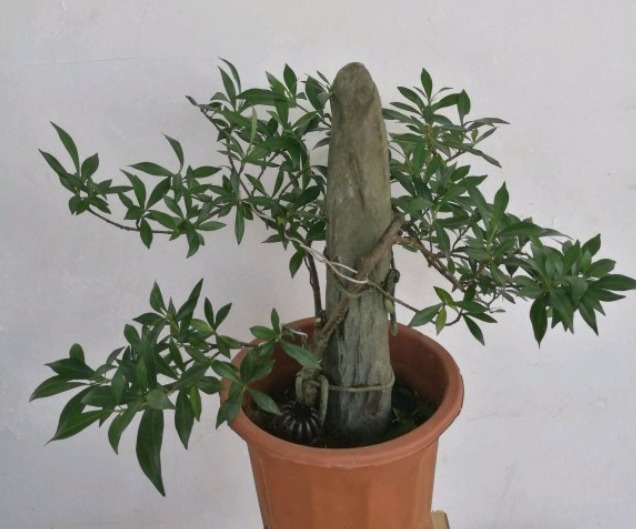栀子花居然也有这么多品种,一个比一个香,叶子越小越值钱!
