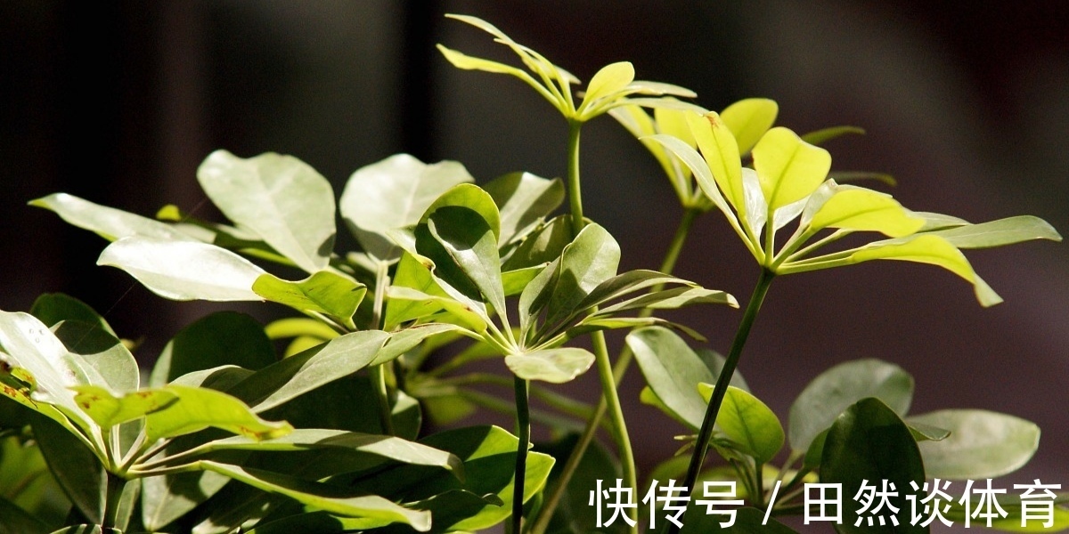 龟背竹|客厅摆放的4种绿植，不仅四季常青，还高贵典雅，品位不俗