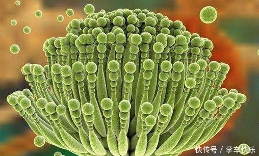 藏在卫生间里这个东西,可能滋生黄曲霉毒素,家里有最好处理!