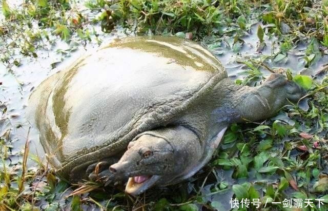 野生甲鱼难找不难钓,学会这两招,一找一个准