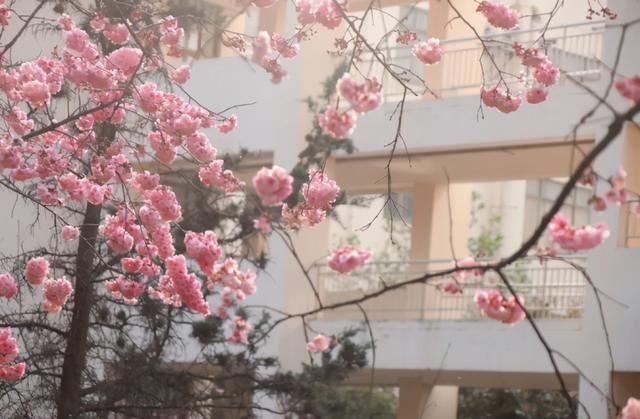 云赏花！一大波高校春景来袭，来看看你的学校→