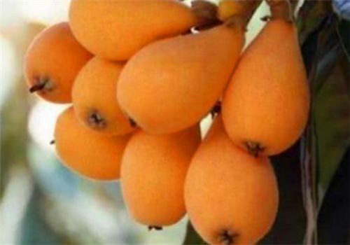 女性|女性养生常吃4种食物，补充营养、延缓衰老，好处多多