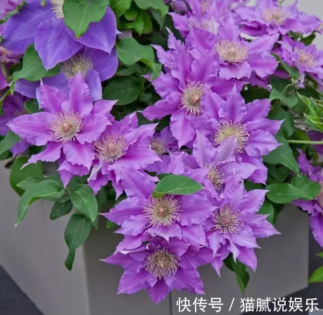 这9种花园,随便1个都美上天了,有一种这辈子就满足了!