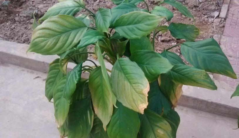 发酵羊粪，用来养花该注意什么？