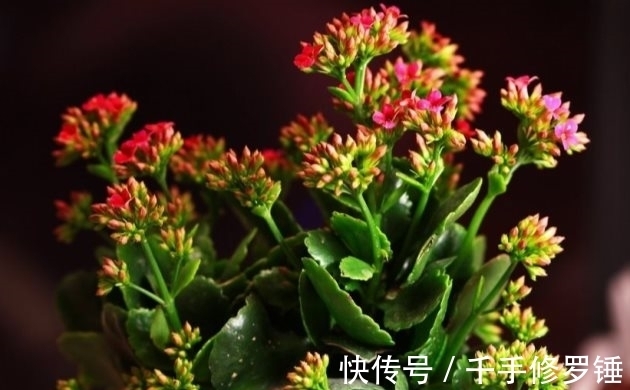 花卉|养花，骨头富含钙、磷和钾，是开花植物非常好的营养素