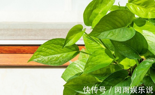 俗语：一颗绿萝七个鬼，有啥寓意？家里到底可不可以养绿萝