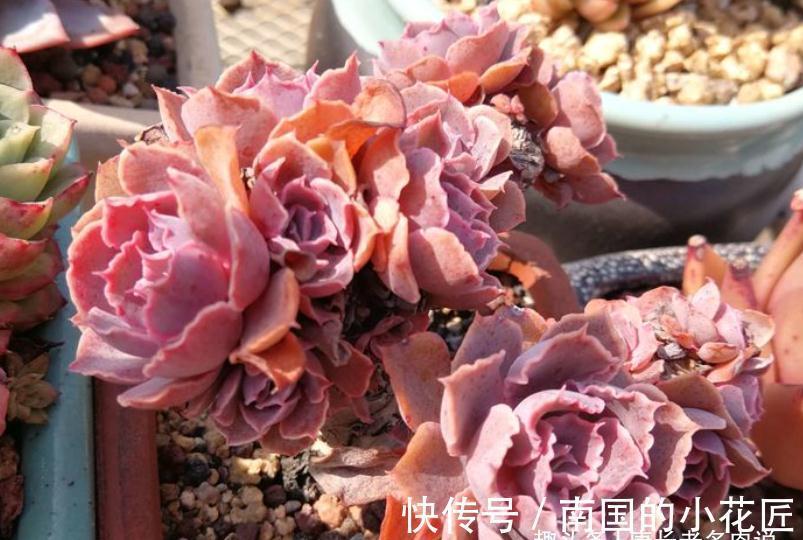 养多肉除了用陶粒垫底，我还用过其它7种东西，有一种很适合高盆