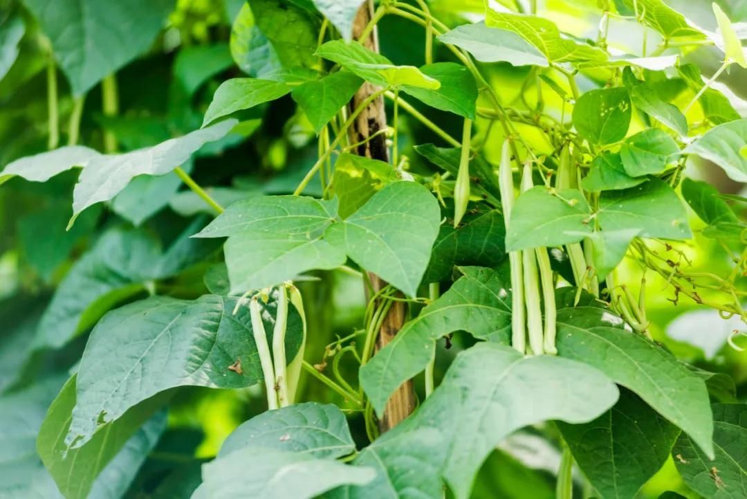  想有个菜园，余生低头种菜，抬头看花...