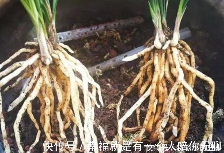 多菌灵|买到兰花难服盆?先学会上盆,再学会缓苗,服盆快发芽多!