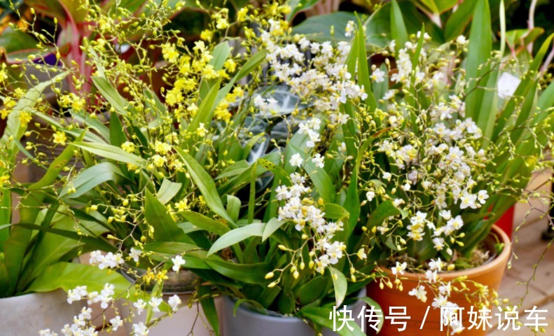 新手养兰花就养文心兰,寓意好、颜值高,盆栽要点仅有3个