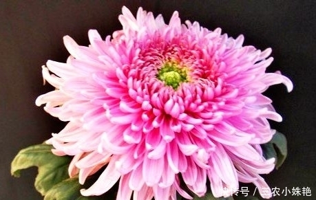 喜欢菊花,不如养盆“菊中珍品”,似紫衣仙女,美艳动人